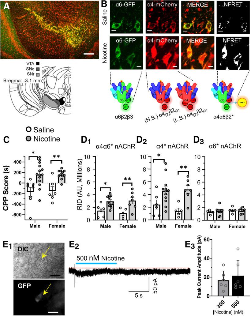 https://cdn.ncbi.nlm.nih.gov/pmc/blobs/63bc/7568605/e7fdce2aaef7/SN-ENUJ200259F002.jpg