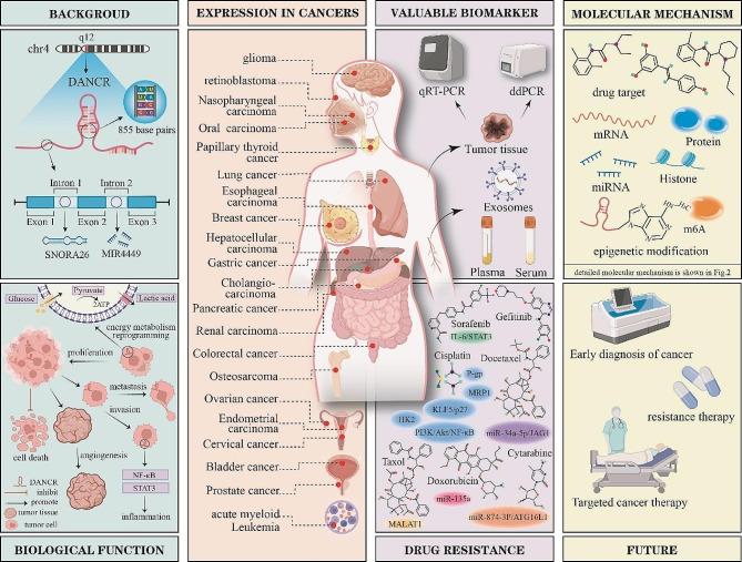 https://cdn.ncbi.nlm.nih.gov/pmc/blobs/63be/11177382/7c217a9d42c9/12967_2024_5246_Fig3_HTML.jpg