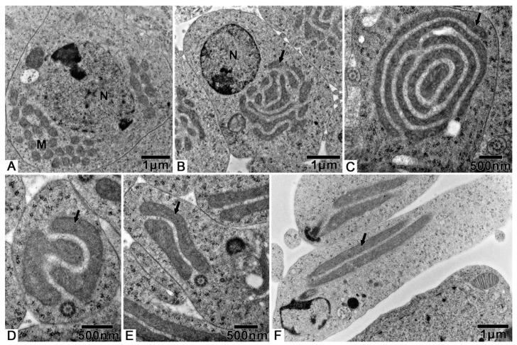 https://cdn.ncbi.nlm.nih.gov/pmc/blobs/63c1/8301190/6028255e0ef7/biology-10-00583-g004.jpg