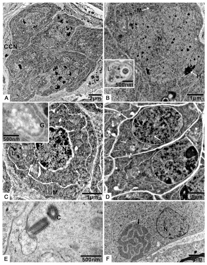 https://cdn.ncbi.nlm.nih.gov/pmc/blobs/63c1/8301190/cda7b2c67dc2/biology-10-00583-g002.jpg