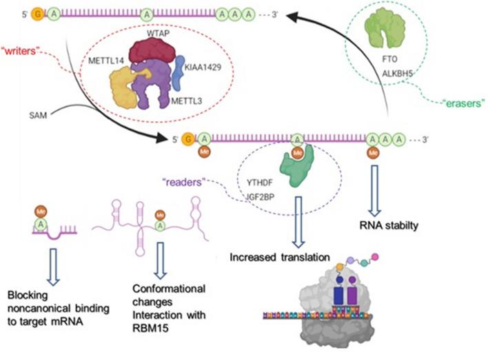 https://cdn.ncbi.nlm.nih.gov/pmc/blobs/63c2/10159966/60887ae5a34b/395_2023_986_Fig2_HTML.jpg