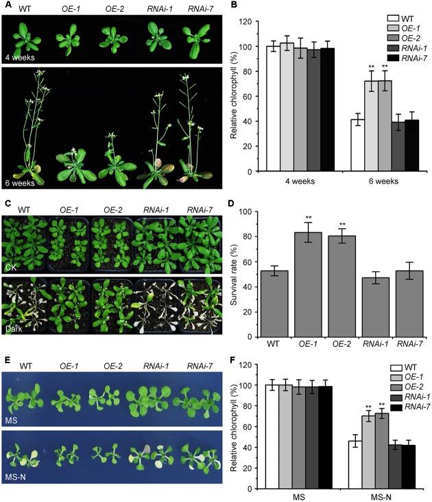 https://cdn.ncbi.nlm.nih.gov/pmc/blobs/63c4/5502289/9855f3a3c0b9/fpls-08-01201-g001.jpg