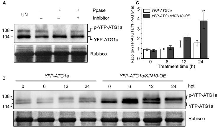 https://cdn.ncbi.nlm.nih.gov/pmc/blobs/63c4/5502289/f0e5e8b5d79c/fpls-08-01201-g005.jpg