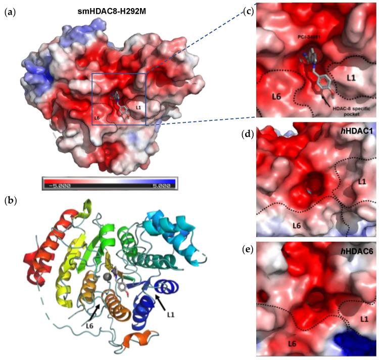 https://cdn.ncbi.nlm.nih.gov/pmc/blobs/63c6/9456347/9f07713dc088/ijms-23-10014-g002.jpg