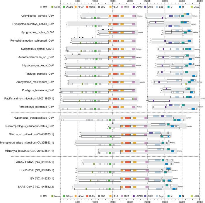 https://cdn.ncbi.nlm.nih.gov/pmc/blobs/63c7/11065284/e8a04d6b6a10/ppat.1012163.g004.jpg