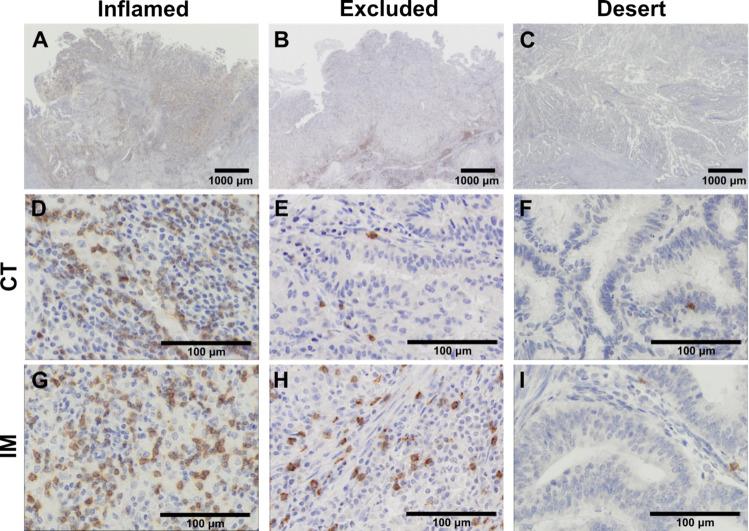 https://cdn.ncbi.nlm.nih.gov/pmc/blobs/63c7/11699169/bdd9b73c9622/262_2024_3919_Fig1_HTML.jpg