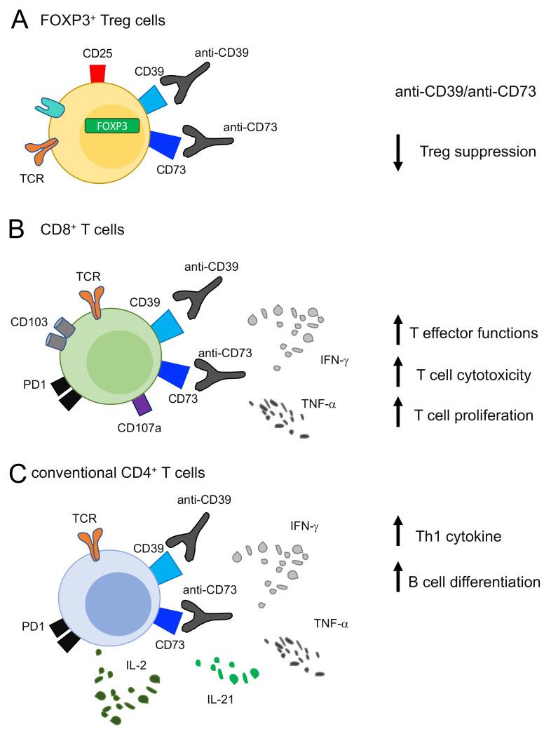 https://cdn.ncbi.nlm.nih.gov/pmc/blobs/63c9/8348030/0e3536379042/ijms-22-08068-g001.jpg