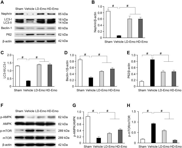https://cdn.ncbi.nlm.nih.gov/pmc/blobs/63ca/7987270/ca87a78da927/DMSO-14-1253-g0007.jpg