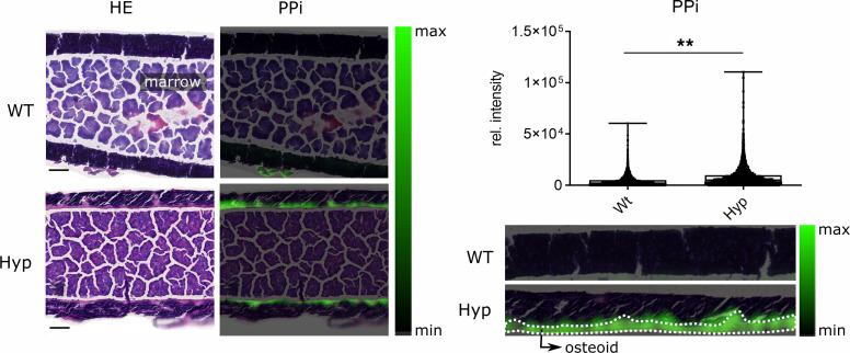 https://cdn.ncbi.nlm.nih.gov/pmc/blobs/63ca/9714788/fd23d562409c/jciinsight-7-162138-g222.jpg