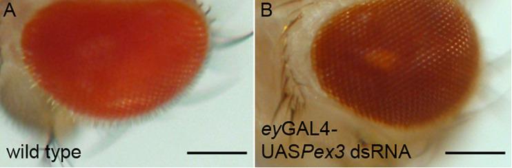 https://cdn.ncbi.nlm.nih.gov/pmc/blobs/63cb/7477296/773a58745585/fcell-08-00835-g001.jpg