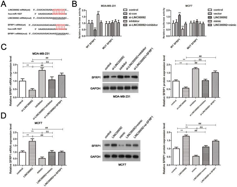https://cdn.ncbi.nlm.nih.gov/pmc/blobs/63cd/8958677/6f8dbde71f18/10.1177_09636897221086967-fig4.jpg