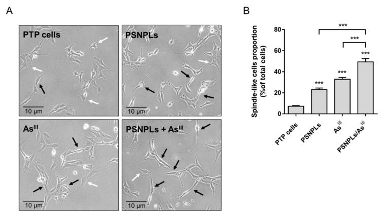 https://cdn.ncbi.nlm.nih.gov/pmc/blobs/63d4/8955425/7ce4c19645cf/ijms-23-02958-g005.jpg