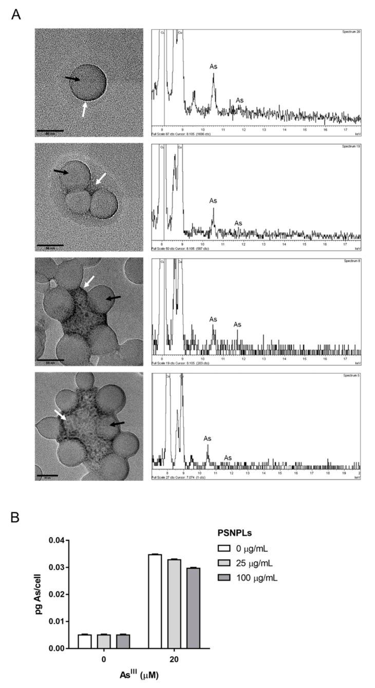 https://cdn.ncbi.nlm.nih.gov/pmc/blobs/63d4/8955425/a773eb0647d3/ijms-23-02958-g003.jpg