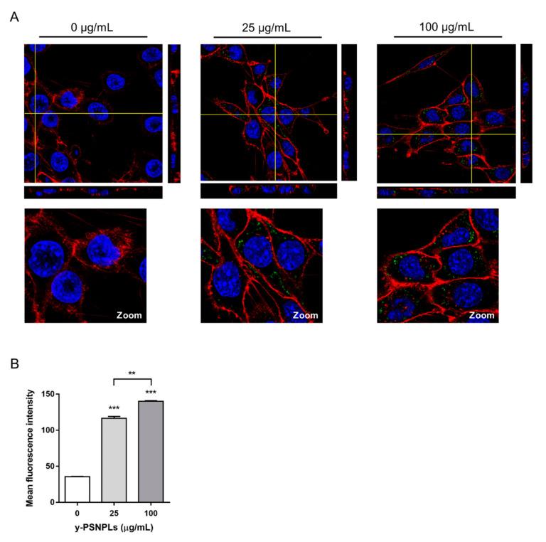 https://cdn.ncbi.nlm.nih.gov/pmc/blobs/63d4/8955425/d8db6c988dfb/ijms-23-02958-g002.jpg