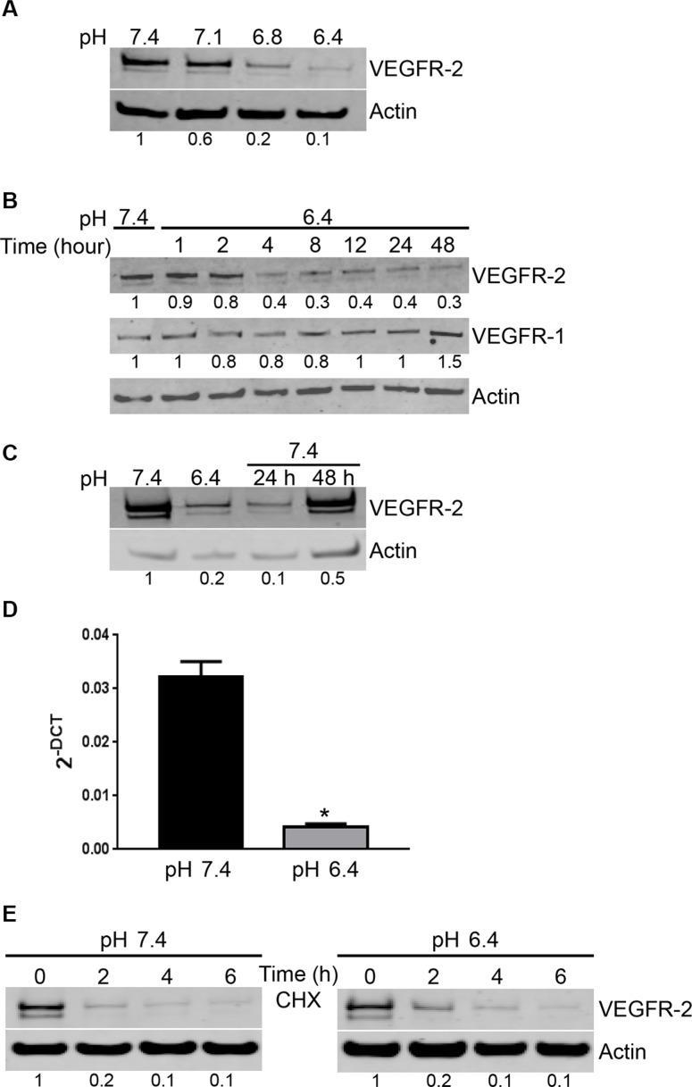 https://cdn.ncbi.nlm.nih.gov/pmc/blobs/63d5/5349894/2a892c0337cb/oncotarget-07-86026-g003.jpg