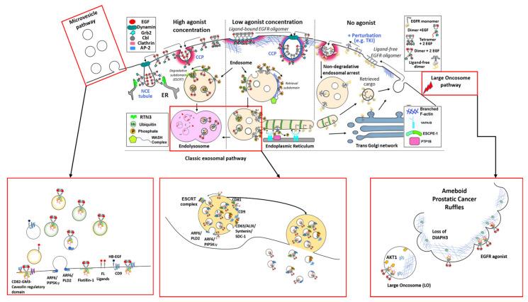 https://cdn.ncbi.nlm.nih.gov/pmc/blobs/63d6/7764760/63fd62230c66/cells-09-02639-g002.jpg