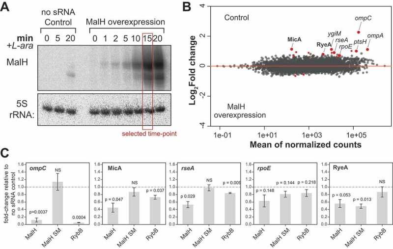 https://cdn.ncbi.nlm.nih.gov/pmc/blobs/63d8/8081044/3c3da2cc19ae/KRNB_A_1827784_F0004_OC.jpg