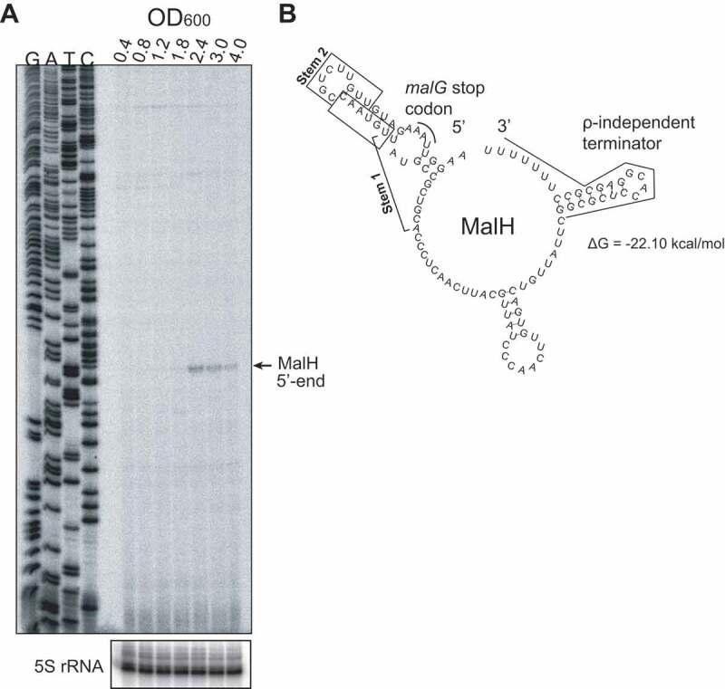 https://cdn.ncbi.nlm.nih.gov/pmc/blobs/63d8/8081044/7c91914c4e15/KRNB_A_1827784_F0002_OC.jpg