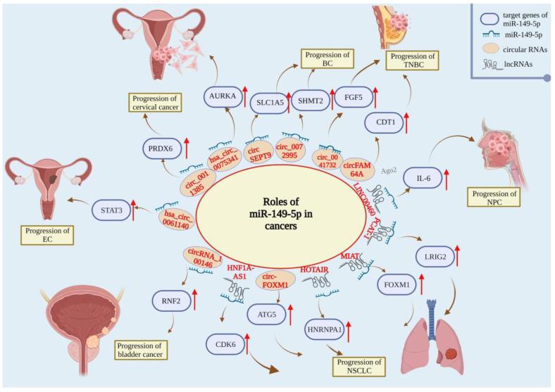 https://cdn.ncbi.nlm.nih.gov/pmc/blobs/63d8/9501226/ce70bbdc2274/ijms-23-10823-g002.jpg