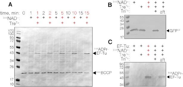 https://cdn.ncbi.nlm.nih.gov/pmc/blobs/63d8/9825190/410af910a027/gkac1162fig3.jpg