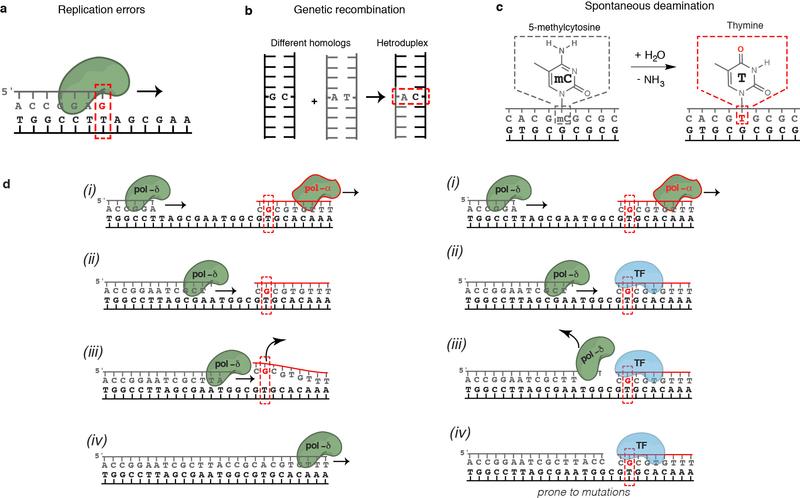 https://cdn.ncbi.nlm.nih.gov/pmc/blobs/63d9/7666076/8e07dbe54339/nihms-1630484-f0012.jpg