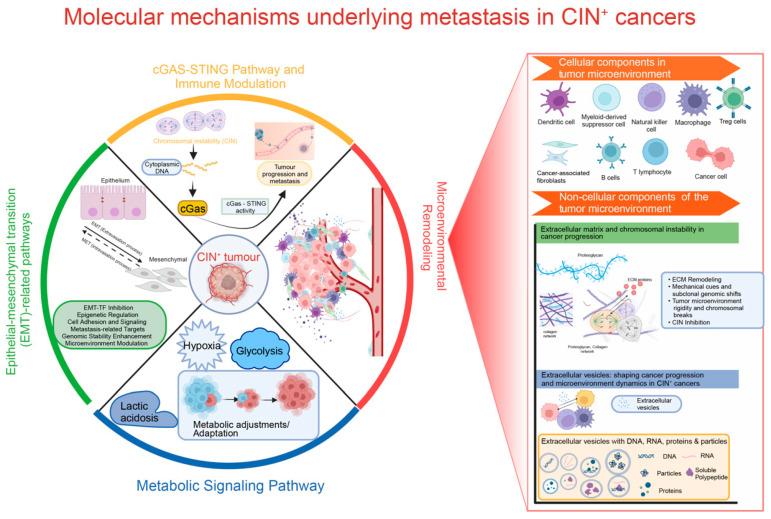 https://cdn.ncbi.nlm.nih.gov/pmc/blobs/63db/10706135/5645d9c3c1ea/cells-12-02712-g001.jpg