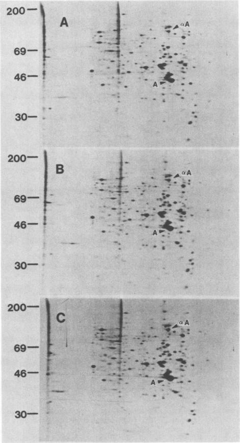 https://cdn.ncbi.nlm.nih.gov/pmc/blobs/63de/367692/24ce40e9c14b/molcellb00089-0302-a.jpg