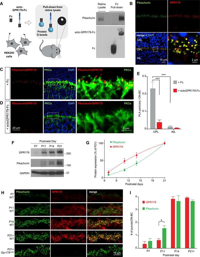 https://cdn.ncbi.nlm.nih.gov/pmc/blobs/63e0/6203450/4598efadff38/nihms-1509373-f0004.jpg