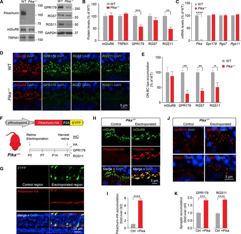 https://cdn.ncbi.nlm.nih.gov/pmc/blobs/63e0/6203450/7566505d883b/nihms-1509373-f0005.jpg