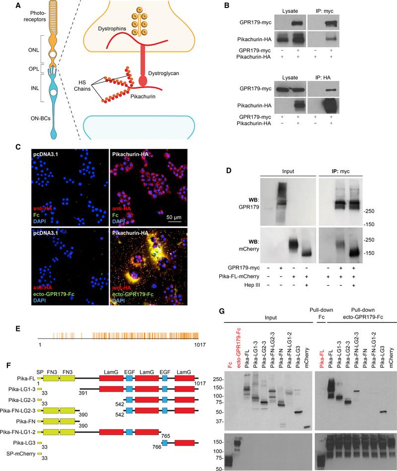 https://cdn.ncbi.nlm.nih.gov/pmc/blobs/63e0/6203450/8b287f1c6f75/nihms-1509373-f0003.jpg