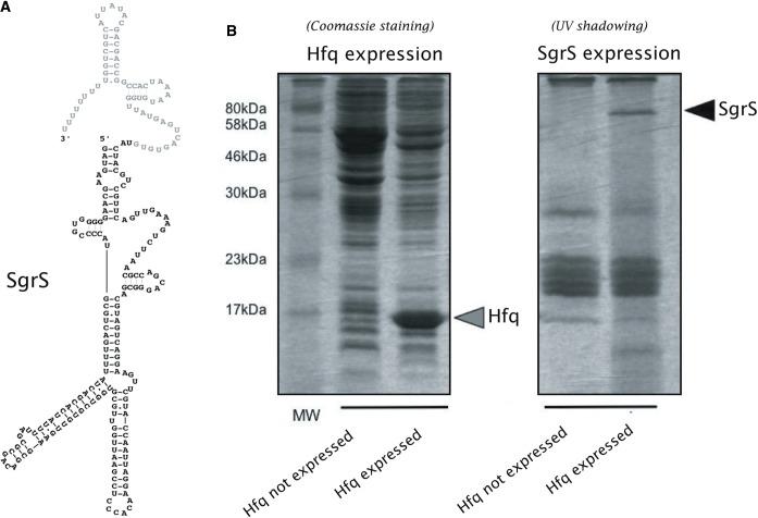 https://cdn.ncbi.nlm.nih.gov/pmc/blobs/63e5/3753655/b44cbd3b8eb4/gkt576f6p.jpg