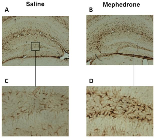 https://cdn.ncbi.nlm.nih.gov/pmc/blobs/63e8/4043985/58e1bee133ca/pone.0099002.g006.jpg