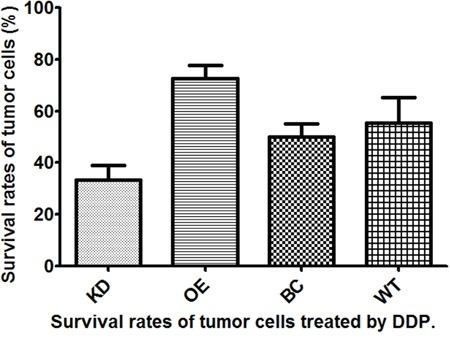https://cdn.ncbi.nlm.nih.gov/pmc/blobs/63ea/5609918/acff652a4baf/oncotarget-08-63258-g003.jpg