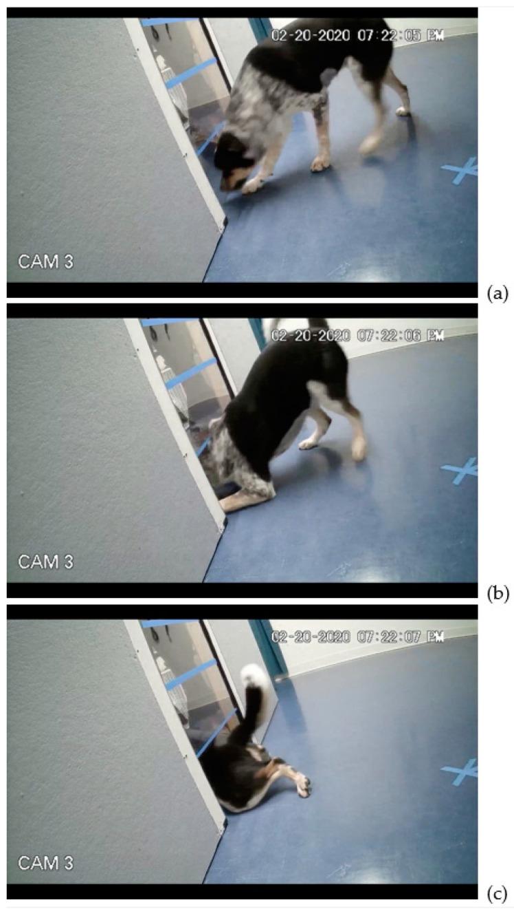 https://cdn.ncbi.nlm.nih.gov/pmc/blobs/63ea/7996957/507f2c338d23/animals-11-00620-g003.jpg
