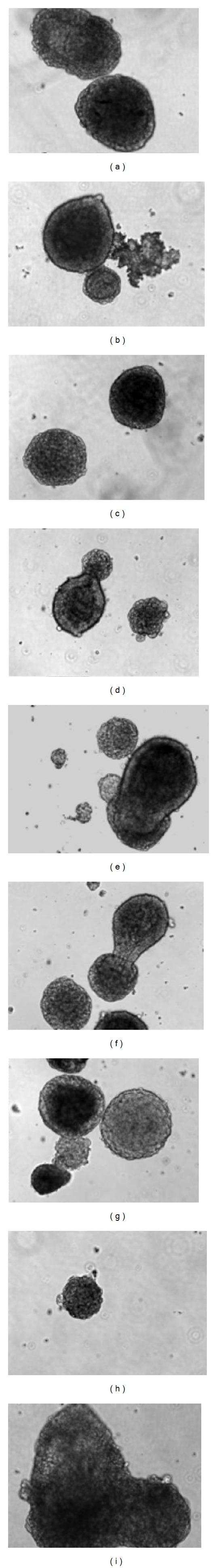 https://cdn.ncbi.nlm.nih.gov/pmc/blobs/63eb/3349263/cbc481726d8c/SCI2012-634914.002.jpg