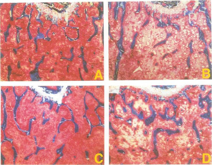 https://cdn.ncbi.nlm.nih.gov/pmc/blobs/63ef/394928/948fe076d4b5/emboj00053-0200-a.jpg
