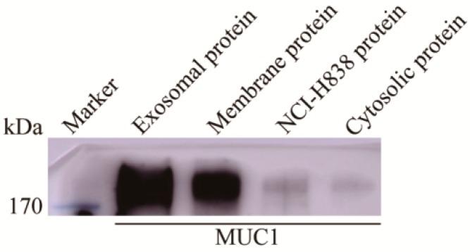 https://cdn.ncbi.nlm.nih.gov/pmc/blobs/63f2/6358839/ce71fc8fbc58/ijms-20-00323-g003.jpg