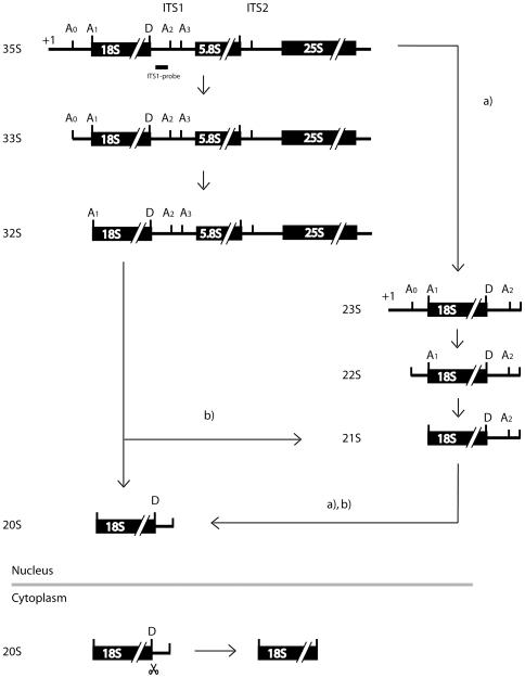 https://cdn.ncbi.nlm.nih.gov/pmc/blobs/63f4/2794458/ac58804187b3/pone.0008370.g001.jpg