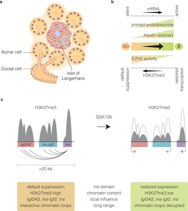 https://cdn.ncbi.nlm.nih.gov/pmc/blobs/63f4/9304326/95c07ede5284/41392_2022_1034_Fig6_HTML.jpg