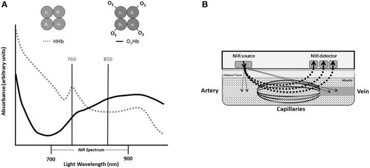https://cdn.ncbi.nlm.nih.gov/pmc/blobs/63fc/5603672/2ac0cb613969/fphys-08-00689-g0001.jpg