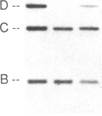 https://cdn.ncbi.nlm.nih.gov/pmc/blobs/6401/442452/fe225b8a91e1/jcinvest00096-0267-d.jpg