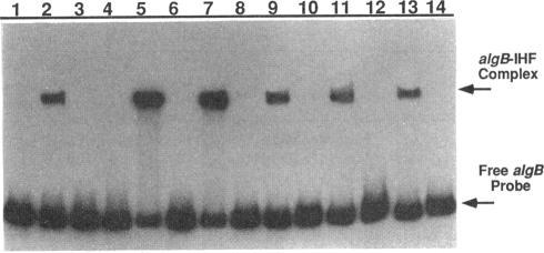 https://cdn.ncbi.nlm.nih.gov/pmc/blobs/6403/204844/68539a0b1b4f/jbacter00055-0244-b.jpg