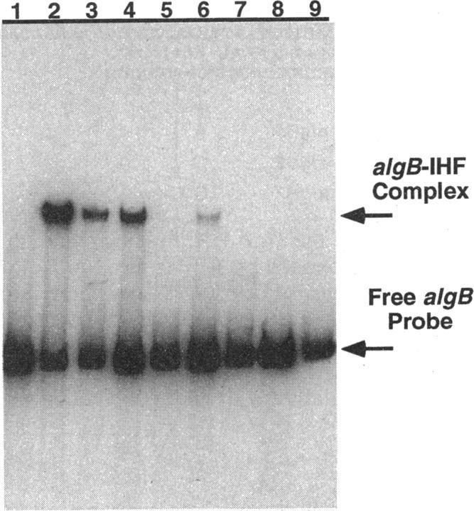 https://cdn.ncbi.nlm.nih.gov/pmc/blobs/6403/204844/7e5a4f8a8b0e/jbacter00055-0244-a.jpg