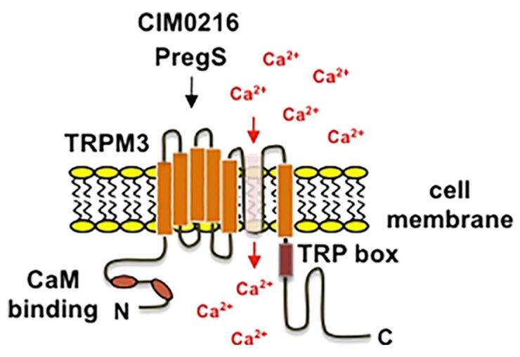 https://cdn.ncbi.nlm.nih.gov/pmc/blobs/6408/12347734/034ebd37d058/ijms-26-07393-g005.jpg