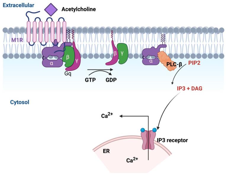 https://cdn.ncbi.nlm.nih.gov/pmc/blobs/6408/12347734/153c3f712768/ijms-26-07393-g004.jpg