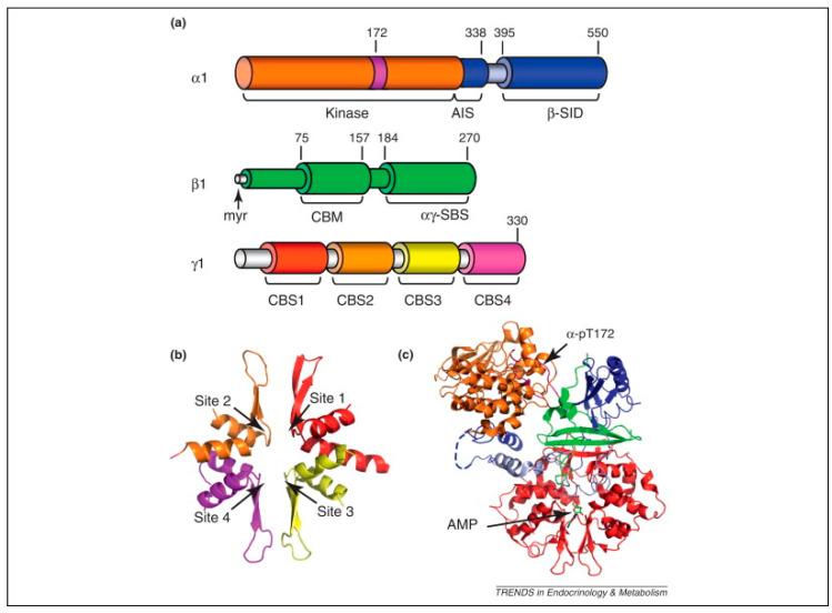 https://cdn.ncbi.nlm.nih.gov/pmc/blobs/6408/12347734/778c2c724217/ijms-26-07393-g003.jpg