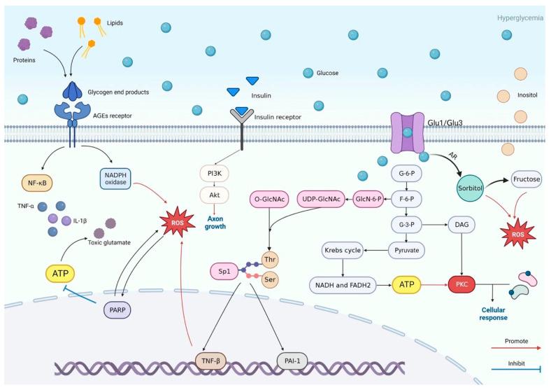 https://cdn.ncbi.nlm.nih.gov/pmc/blobs/6408/12347734/d2403e1a1cbf/ijms-26-07393-g001.jpg