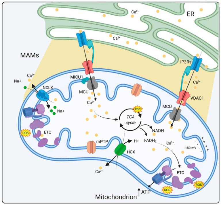 https://cdn.ncbi.nlm.nih.gov/pmc/blobs/6408/12347734/fd08f407864a/ijms-26-07393-g002.jpg
