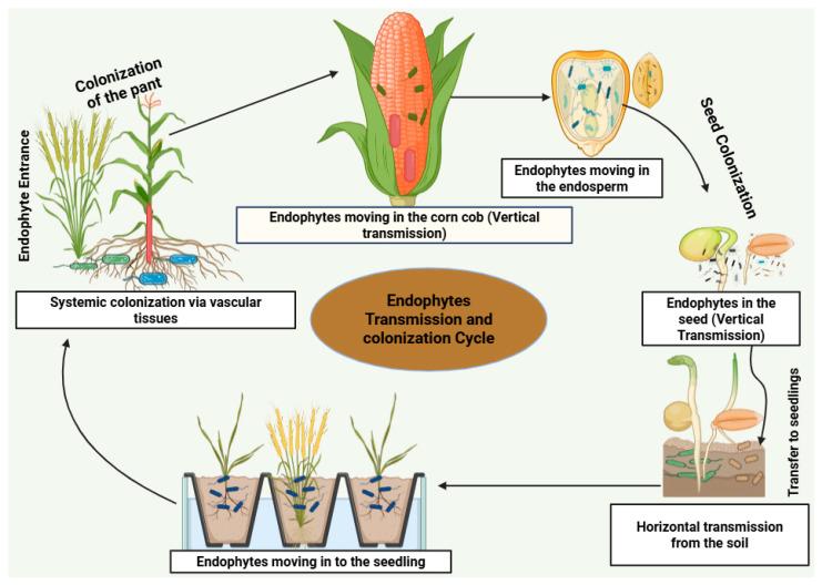https://cdn.ncbi.nlm.nih.gov/pmc/blobs/6408/12349327/5a75a2690fe3/plants-14-02421-g001.jpg