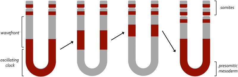 https://cdn.ncbi.nlm.nih.gov/pmc/blobs/640a/10117938/12fd6708f29c/fcell-11-1151348-g004.jpg